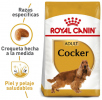 Cocker Adulto
